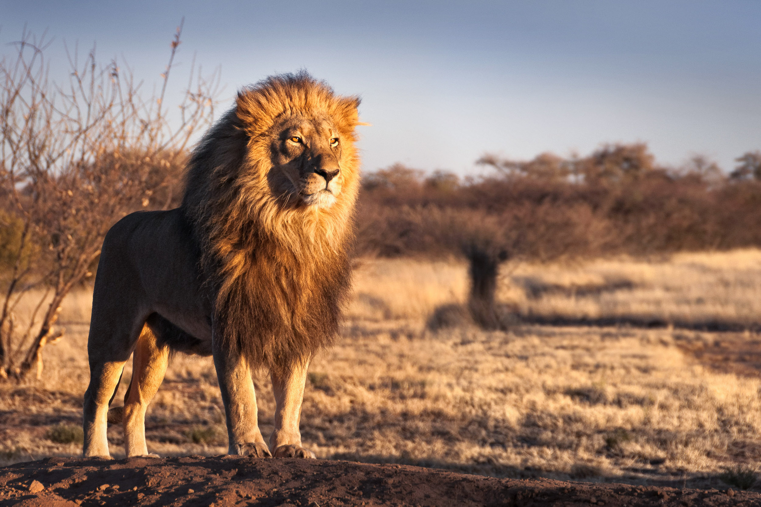 Juhoafrická republika komfortne - vinice, Kapské mesto a safari 31