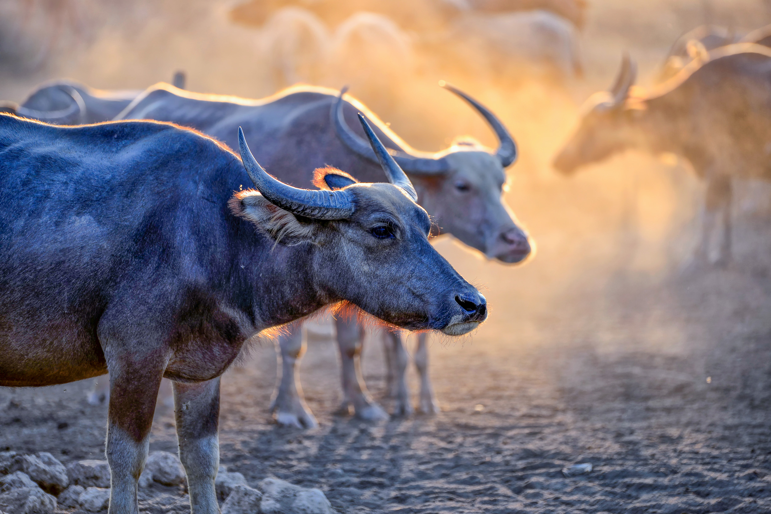 Juhoafrická republika komfortne - vinice, Kapské mesto a safari 32