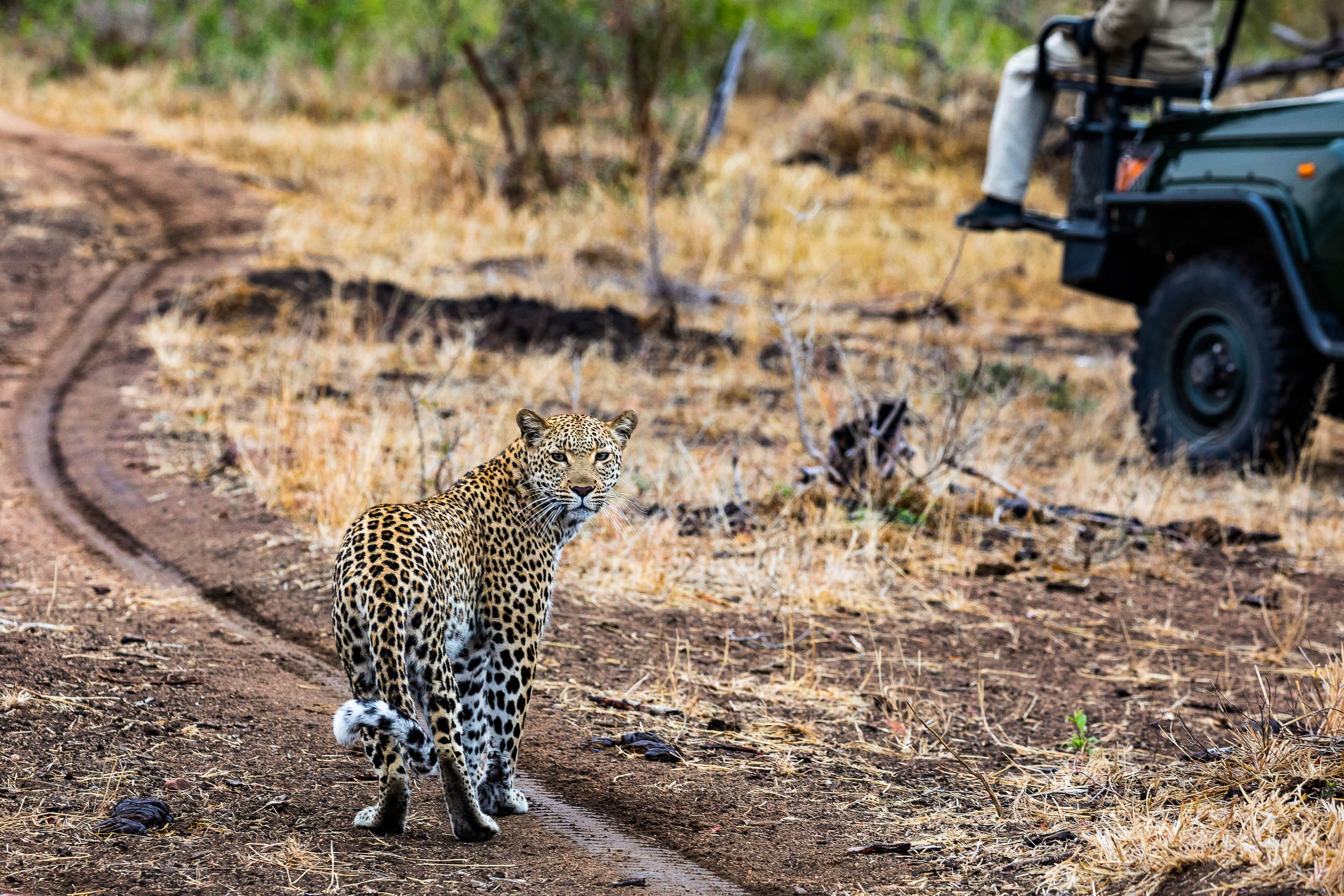 Juhoafrická republika komfortne - vinice, Kapské mesto a safari 34