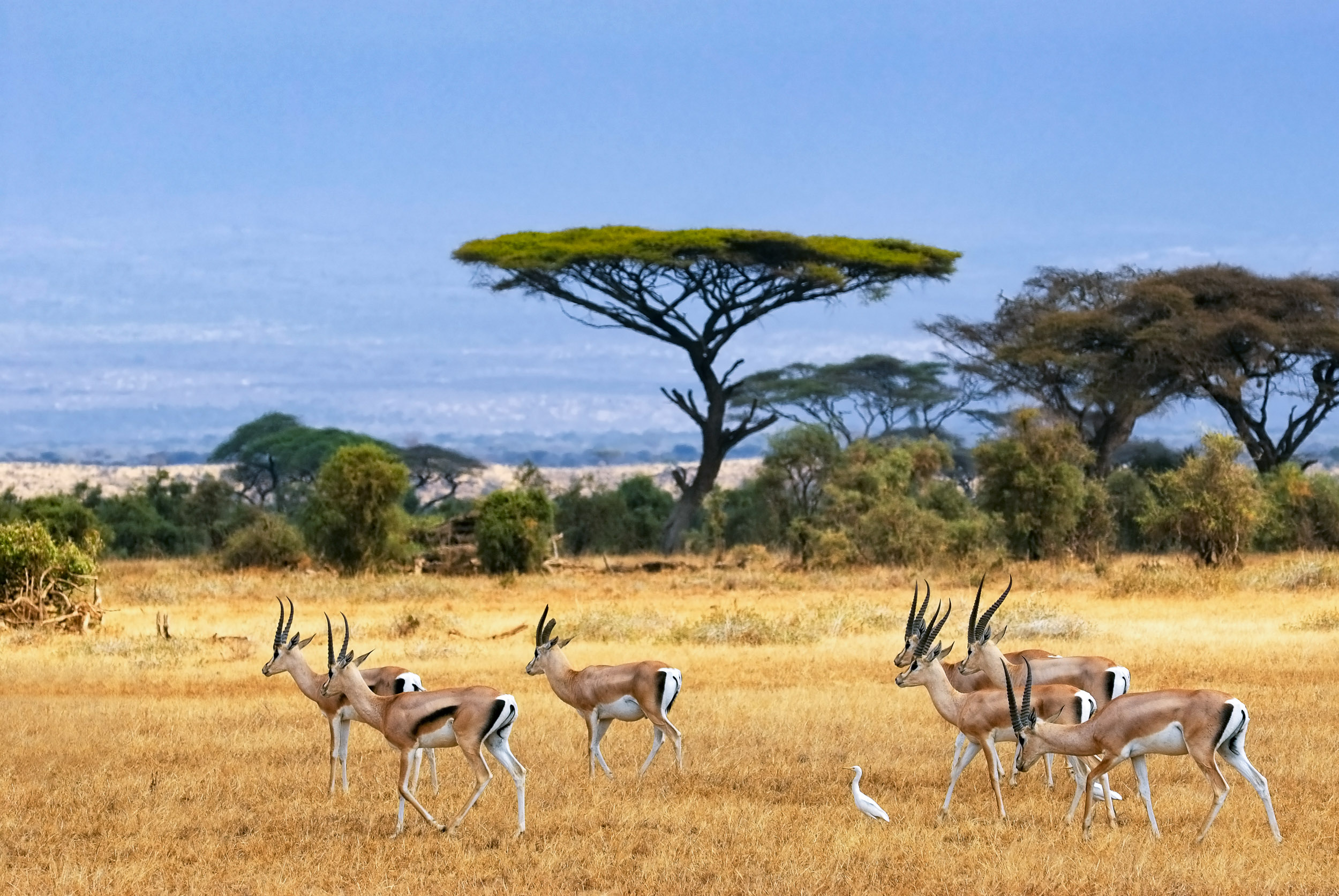 Juhoafrická republika komfortne - vinice, Kapské mesto a safari 29