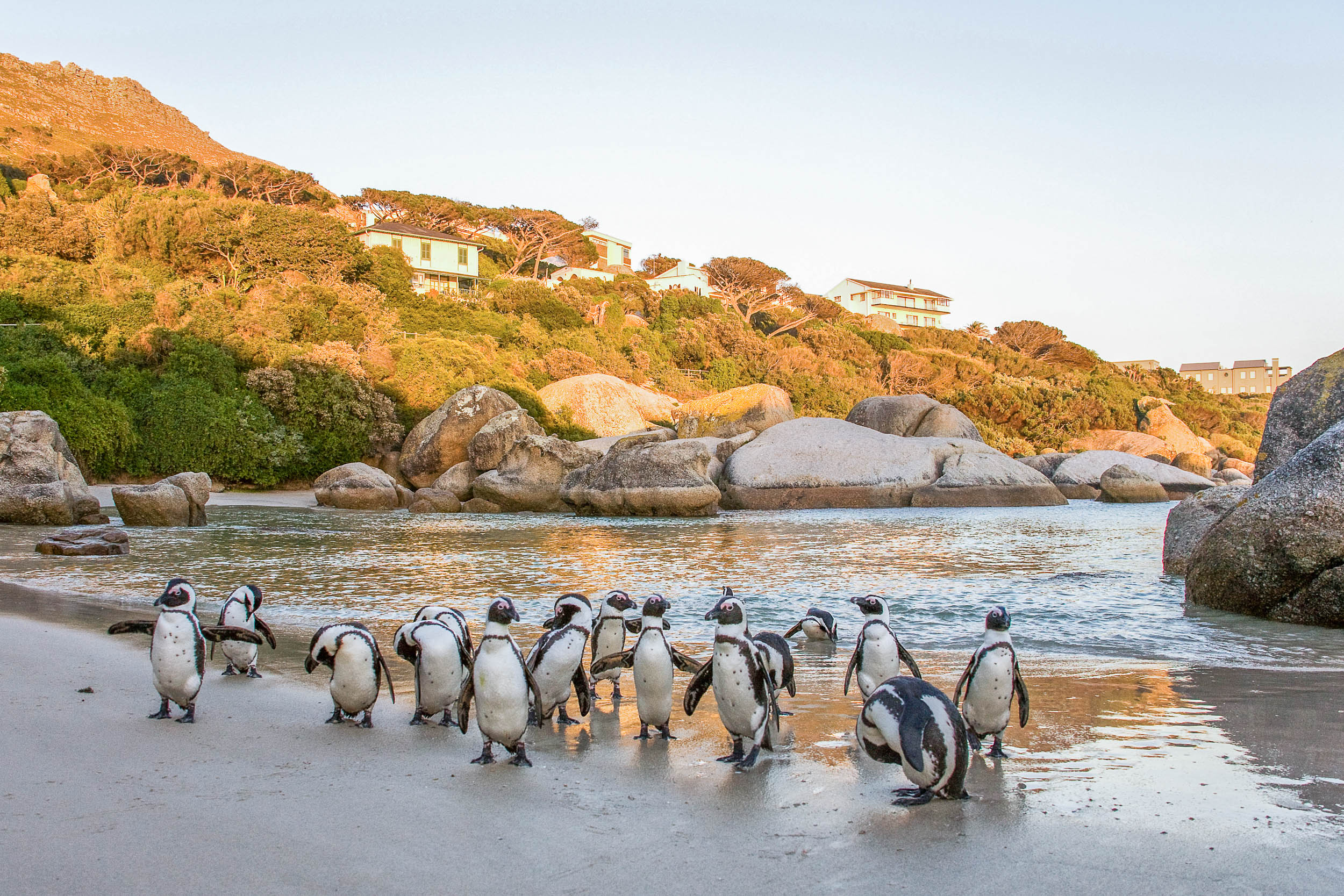 Juhoafrická republika komfortne - vinice, Kapské mesto a safari 21