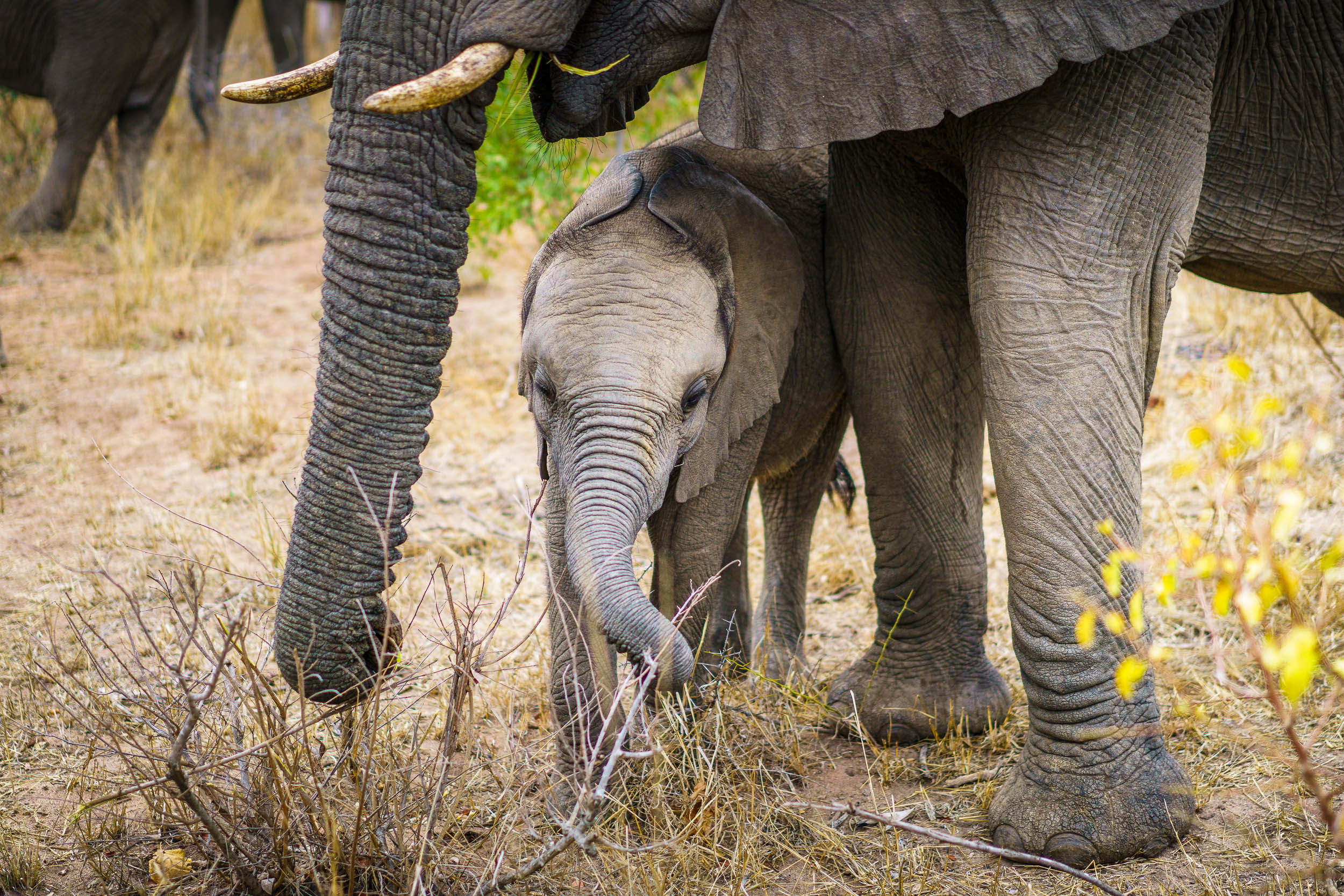 Juhoafrická republika komfortne - vinice, Kapské mesto a safari 36