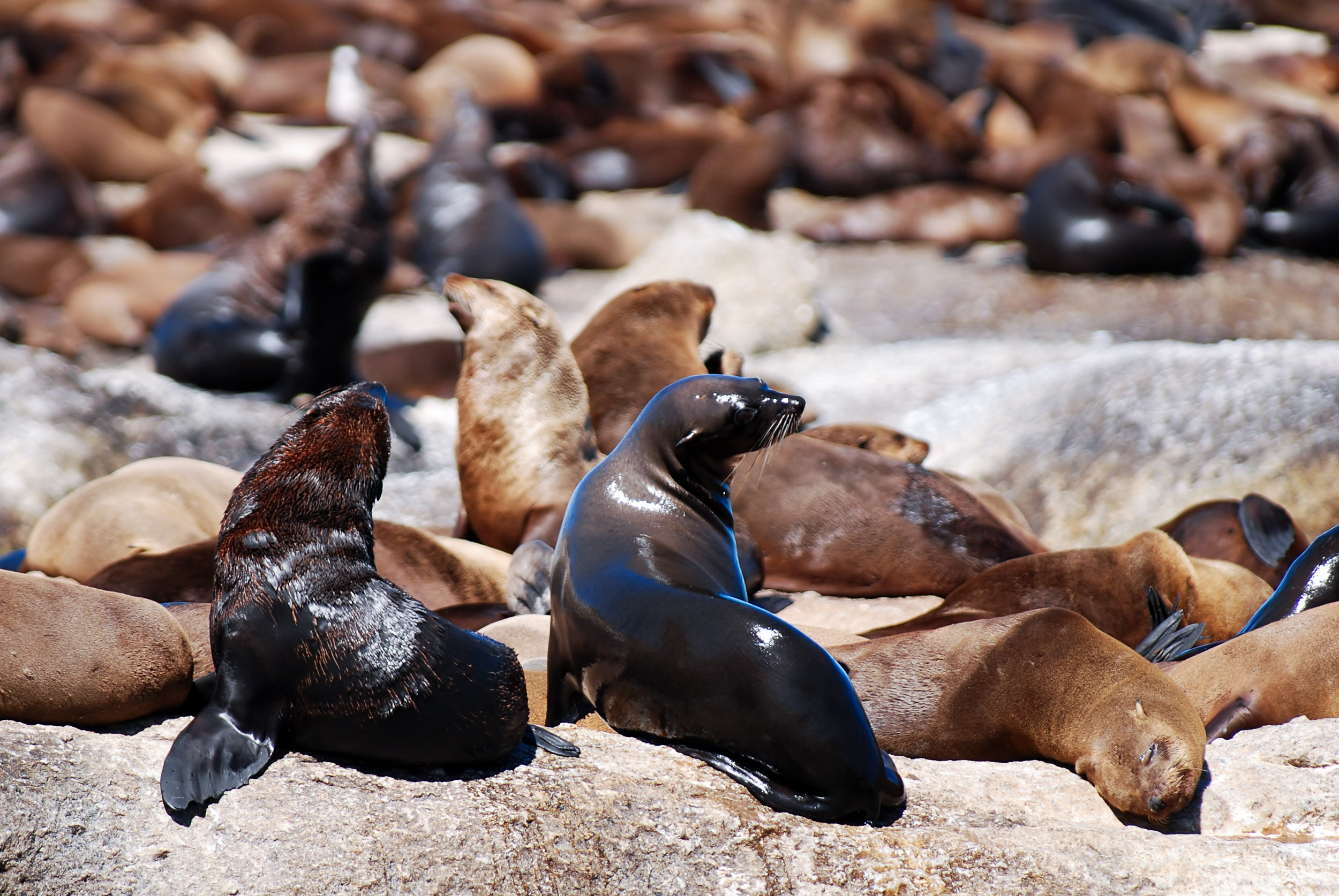 Juhoafrická republika komfortne - vinice, Kapské mesto a safari 19