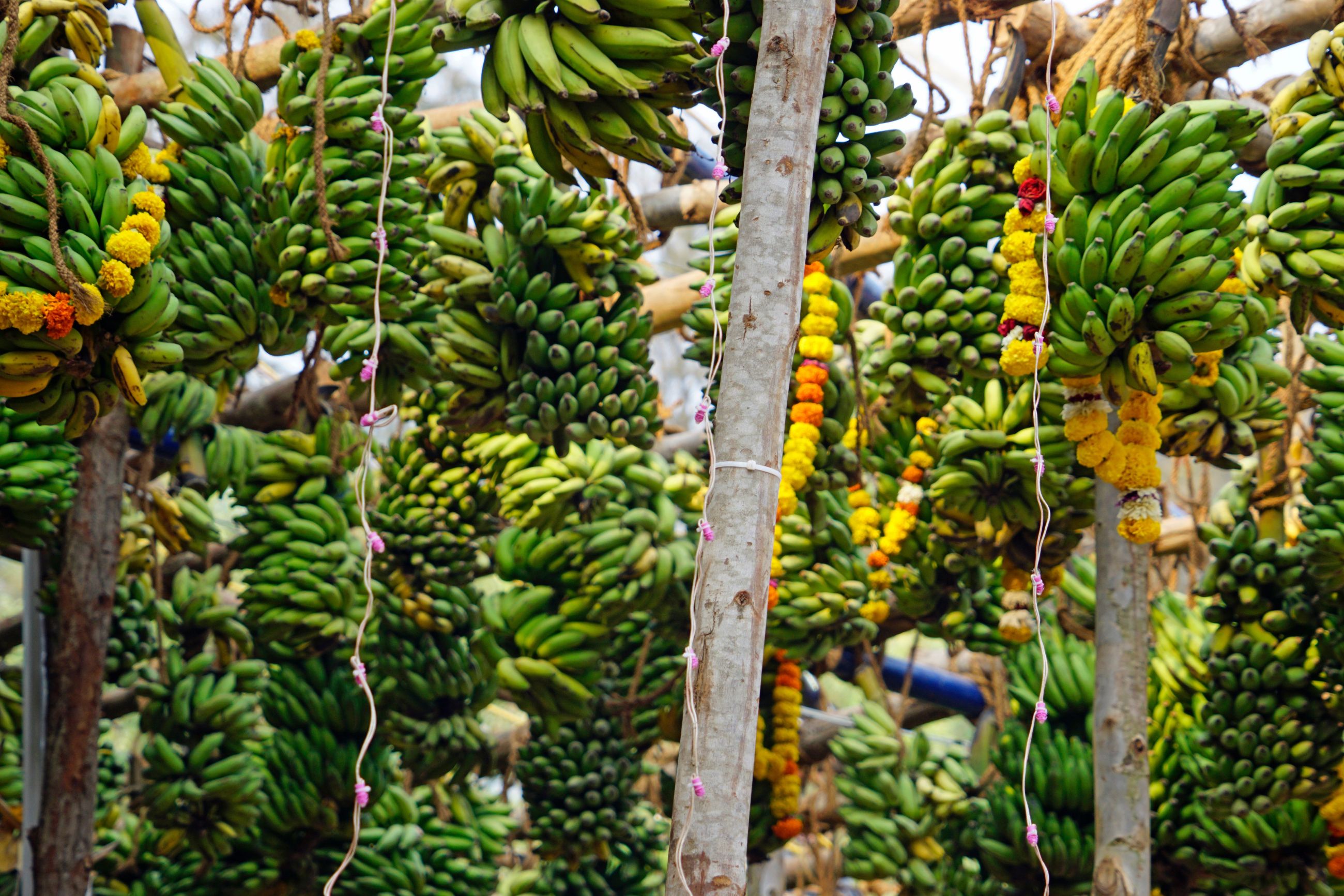 Zlatý trojuholník s pobytom pri mori v Goa 13