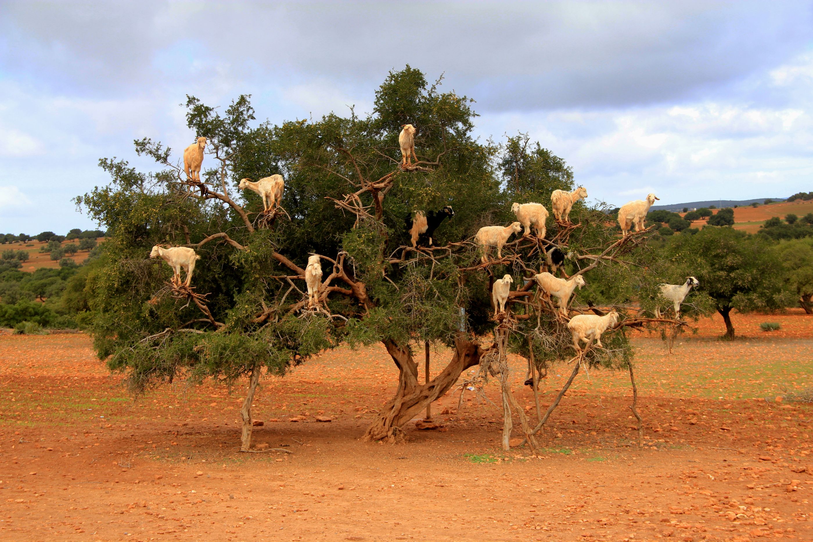 Maroko - magický juh a brány Sahary 21