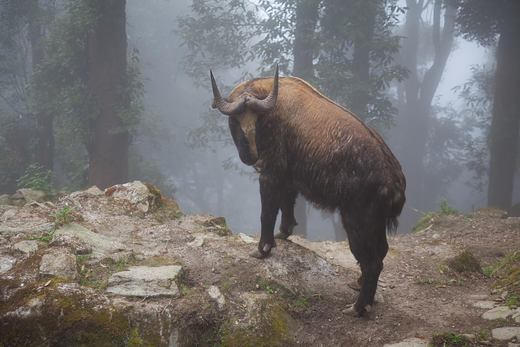 Bhután, Nepál, India - Šangri La a Taj Mahal 4