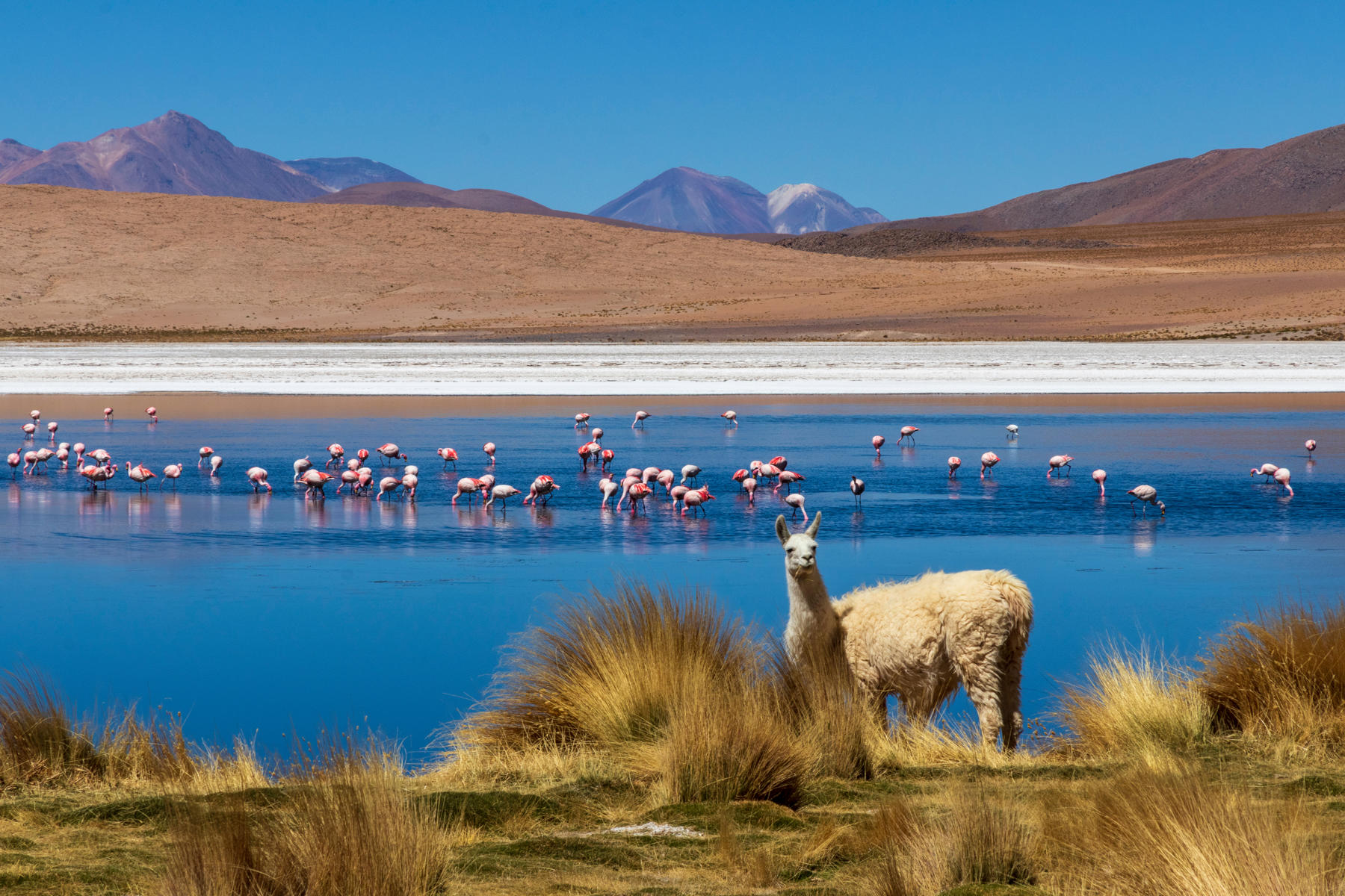 Peru, Bolívia, Čile - Inkovia, Andy a púšť Atacama 1
