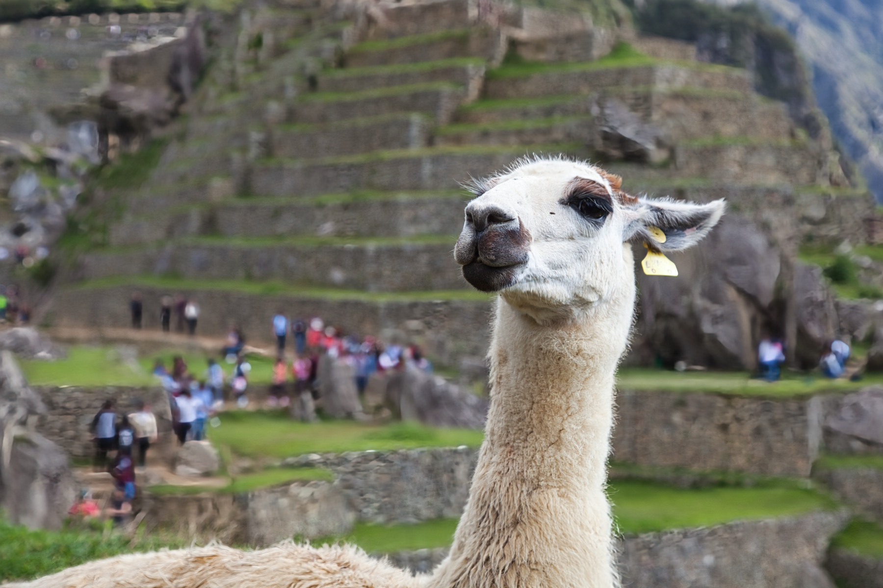 Peru, Bolívia, Čile - Inkovia, Andy a púšť Atacama 7
