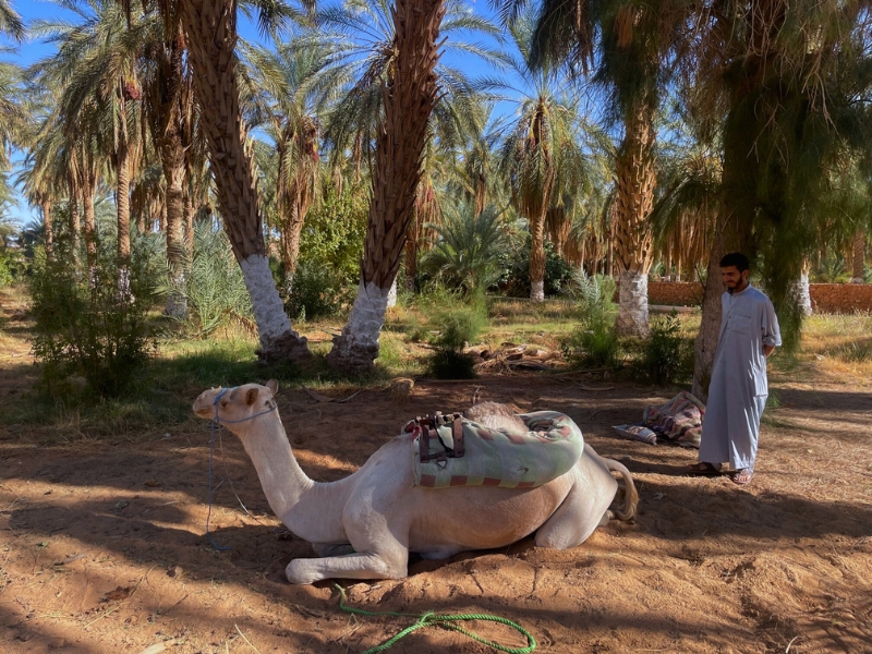 Alžírsko - dych púšte, hlas Stredomoria 42