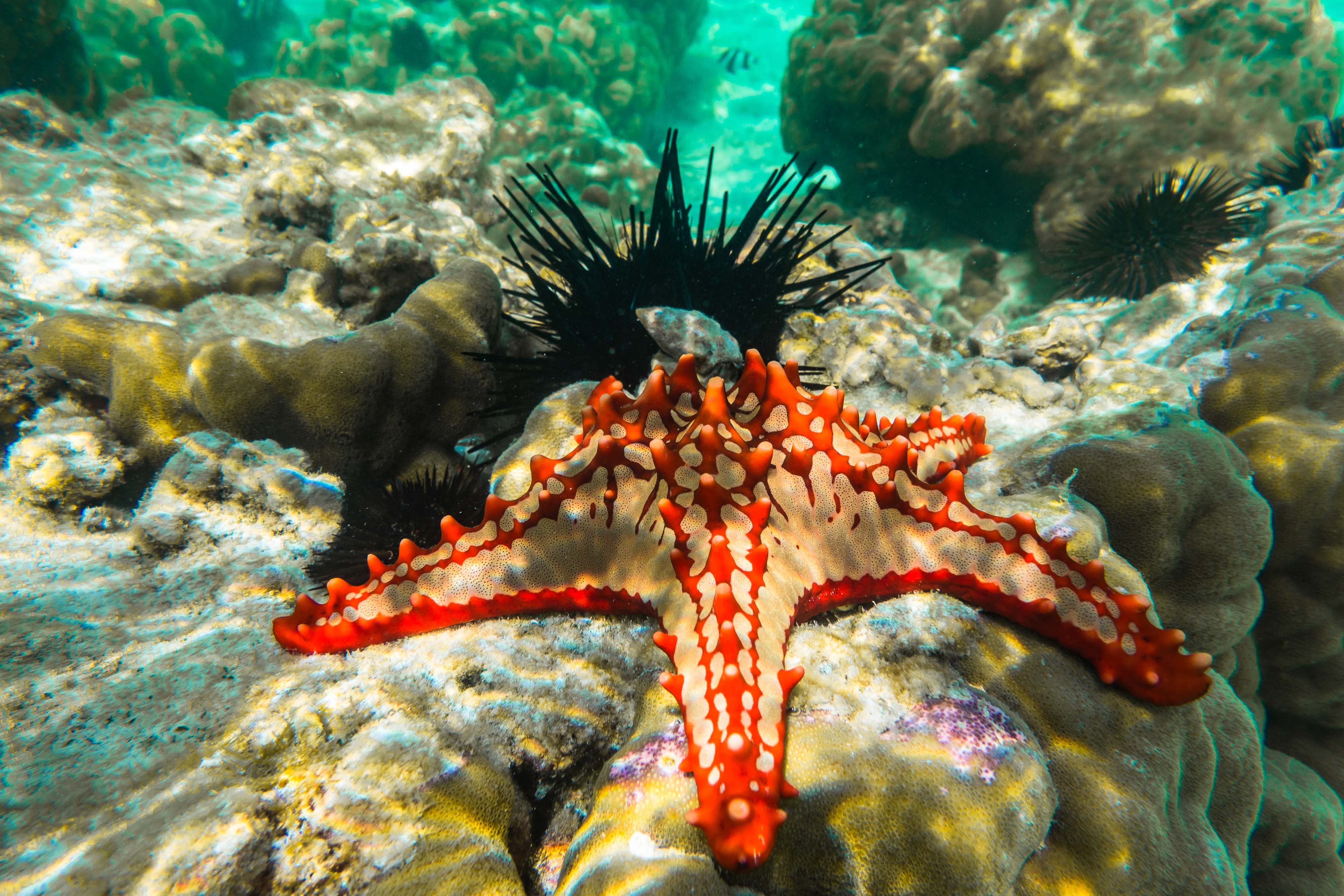 Zanzibar All Inclusive a safari v NP Serengeti a Ngorongoro 21