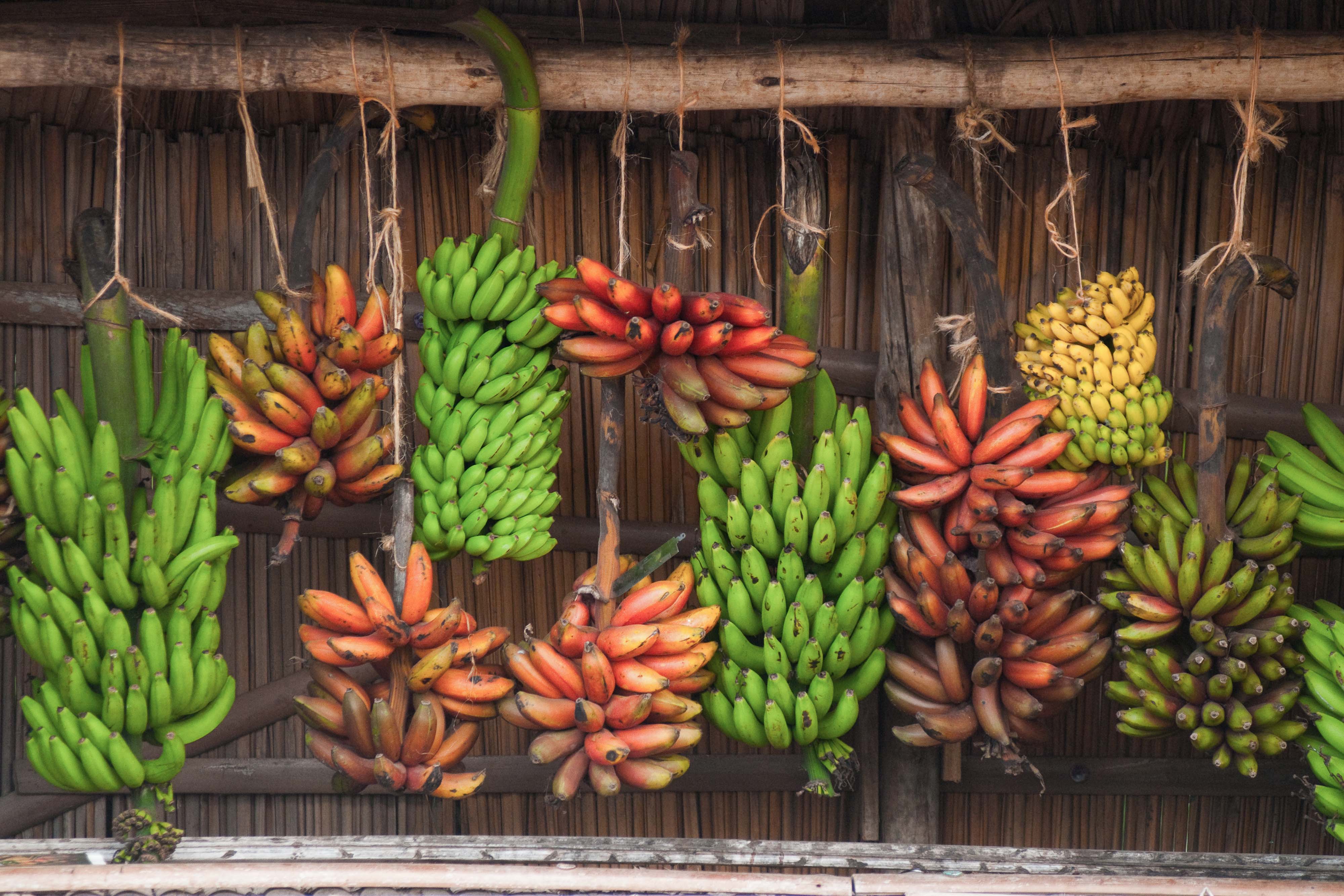 Zanzibar All Inclusive a safari v NP Serengeti a Ngorongoro 11