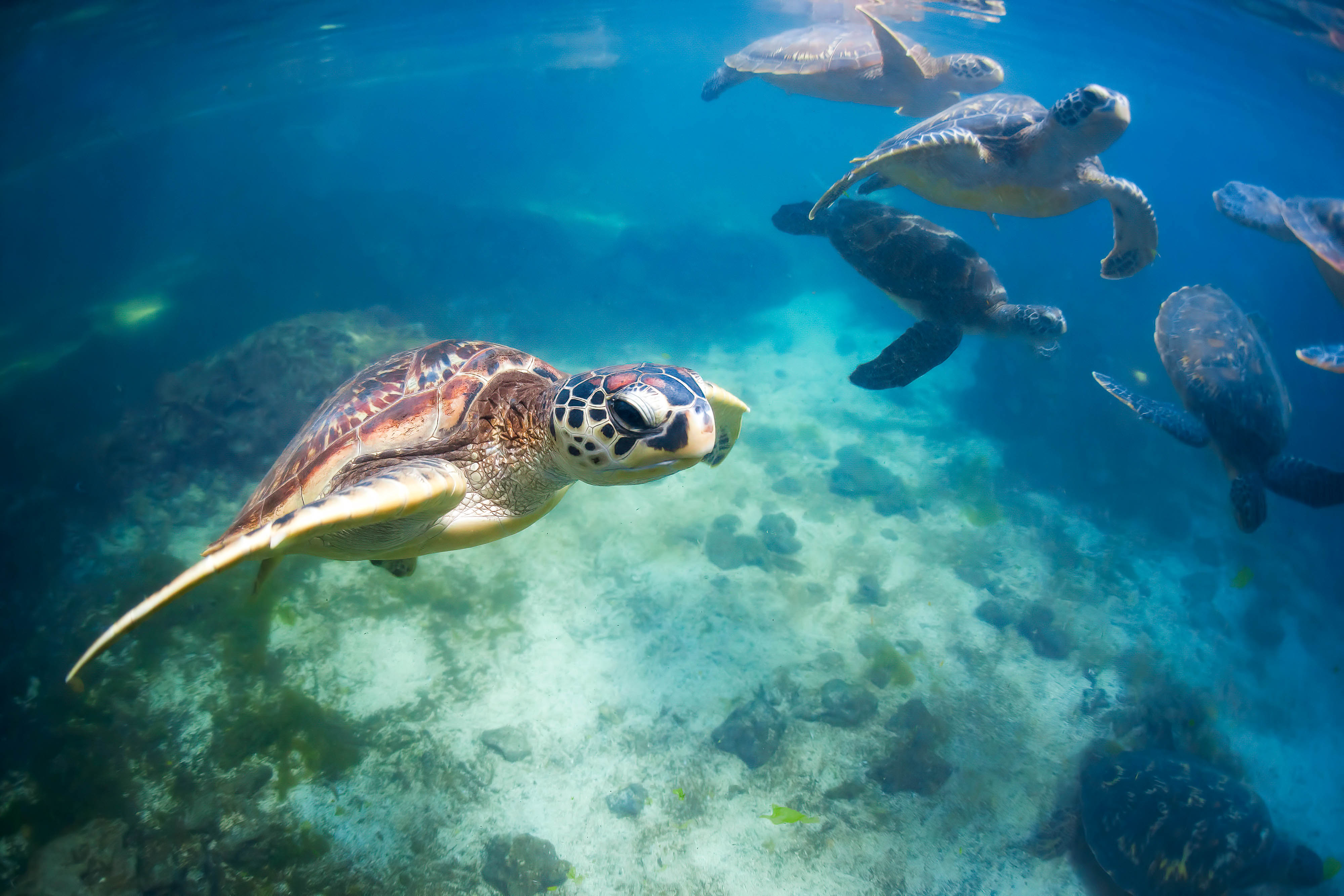 Zanzibar All Inclusive a safari v NP Serengeti a Ngorongoro 19