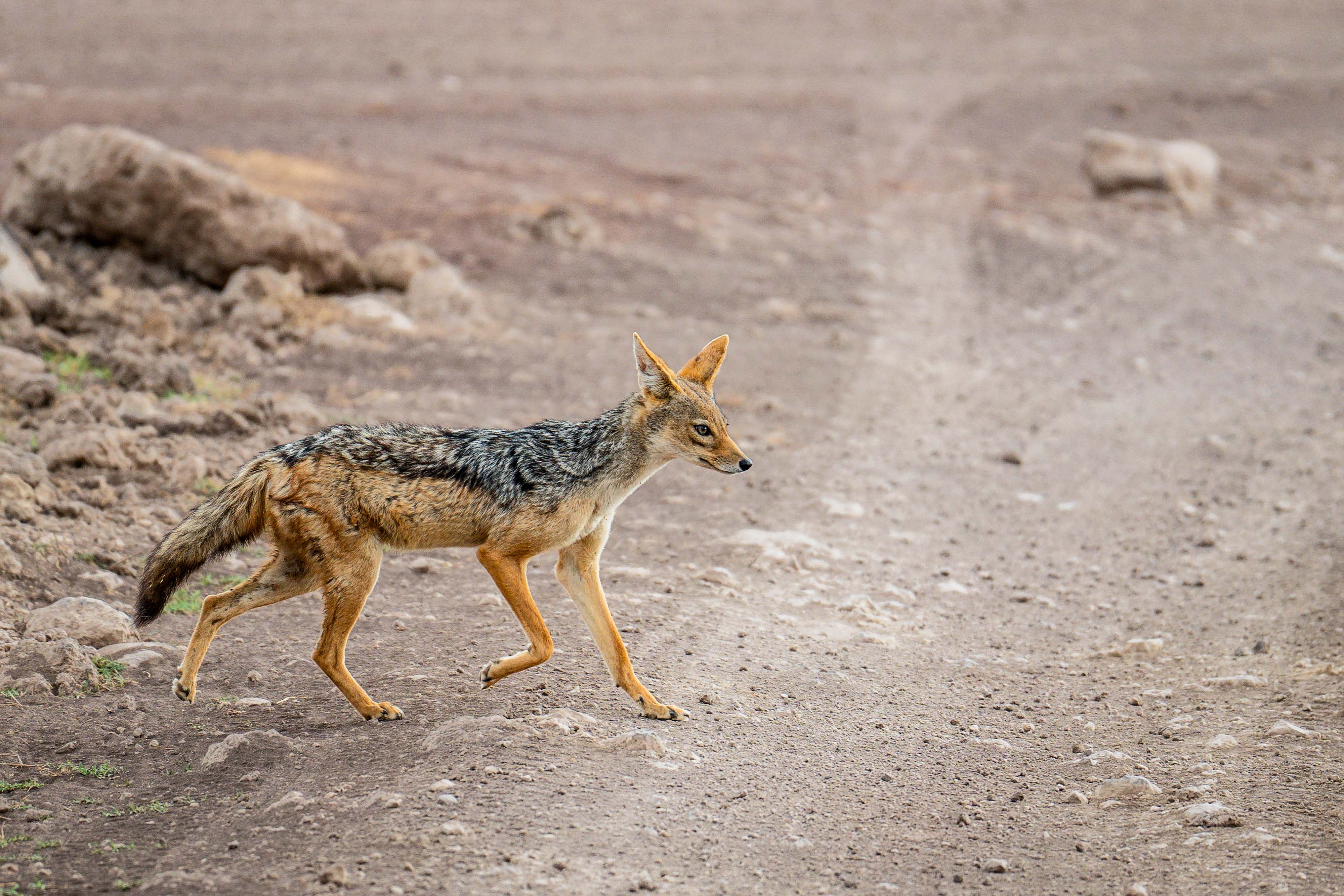 Zanzibar All Inclusive a safari v NP Serengeti a Ngorongoro 52