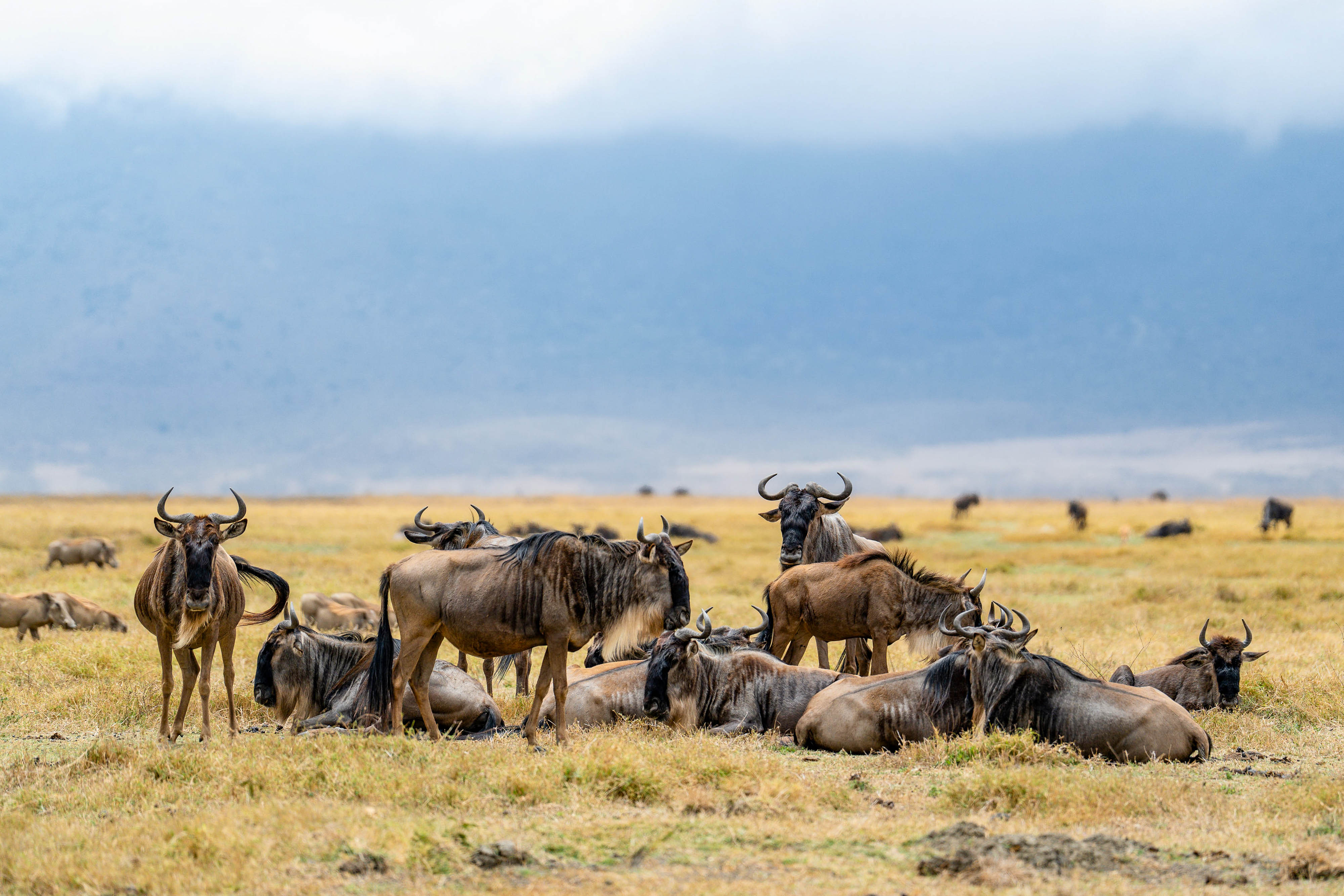 Zanzibar All Inclusive a safari v NP Serengeti a Ngorongoro 53