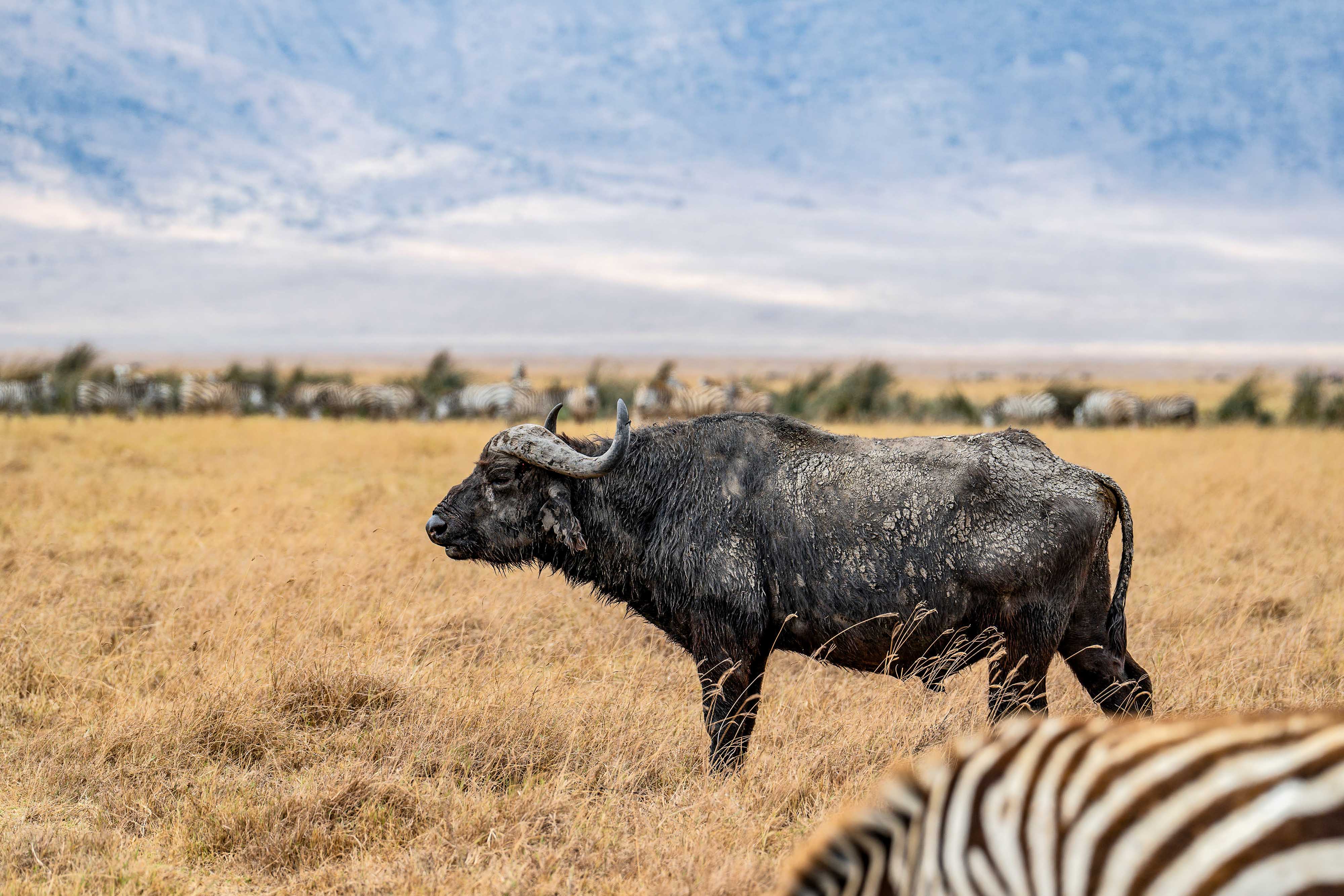 Zanzibar All Inclusive a safari v NP Serengeti a Ngorongoro 54
