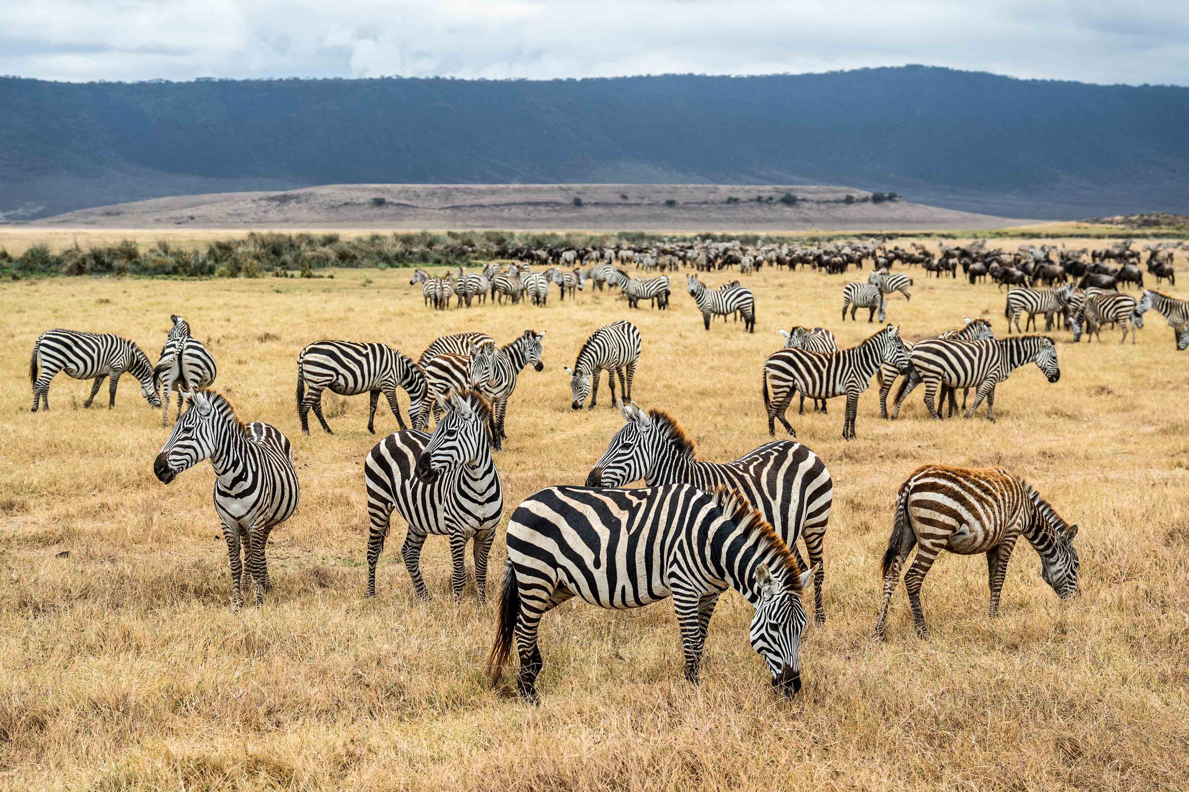 Zanzibar All Inclusive a safari v NP Serengeti a Ngorongoro 36