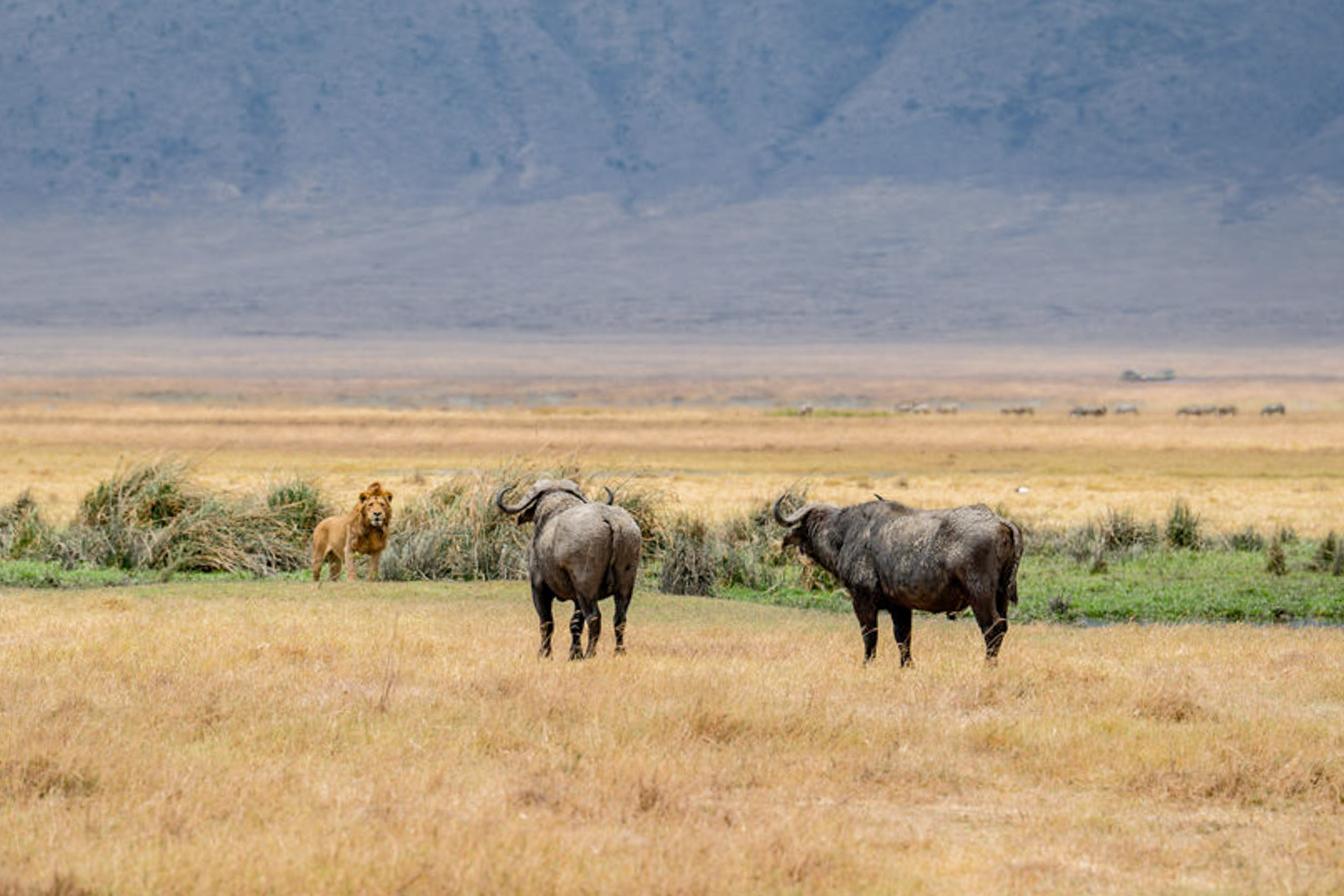 Zanzibar All Inclusive a safari v NP Serengeti a Ngorongoro 55