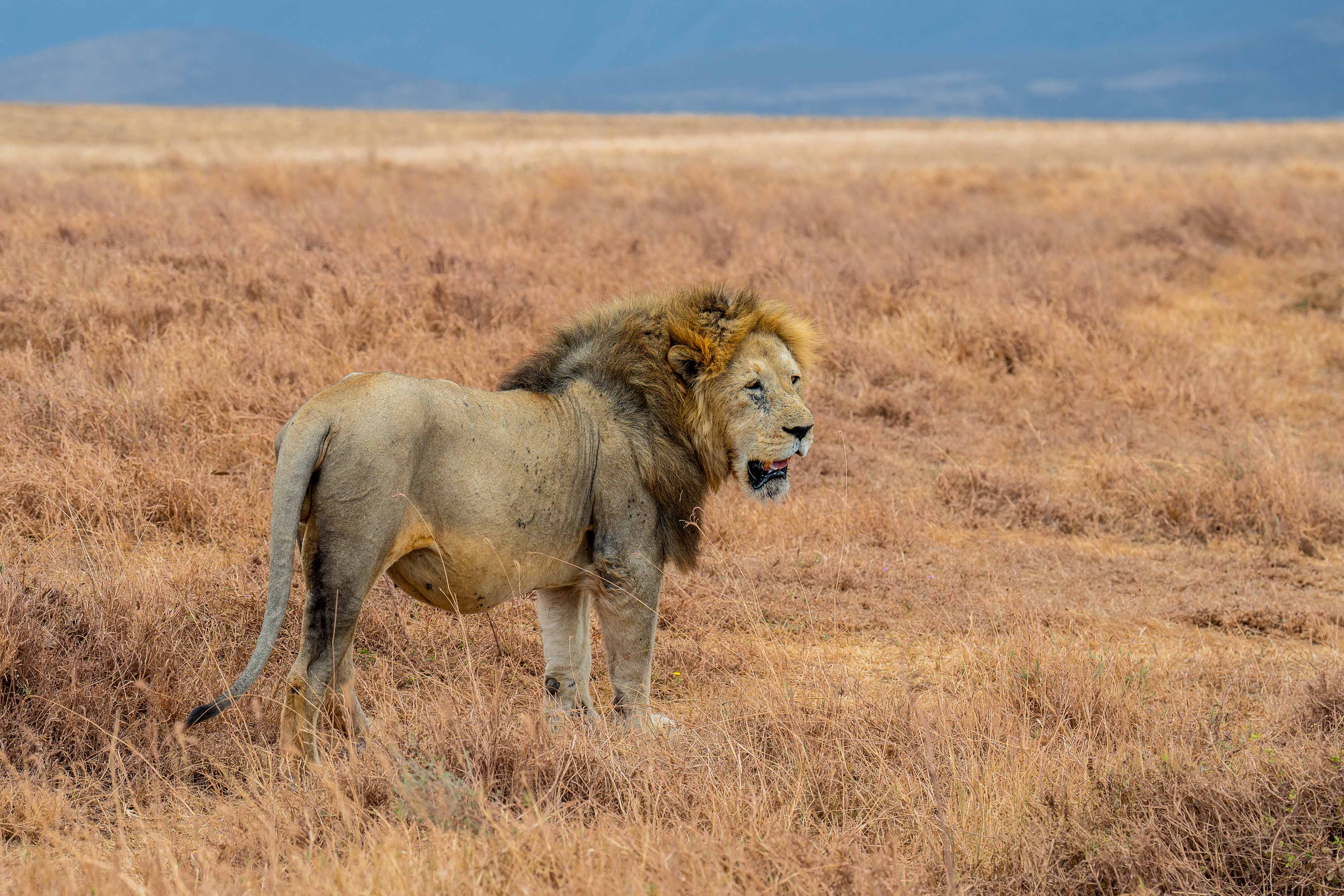 Zanzibar All Inclusive a safari v NP Serengeti a Ngorongoro 38