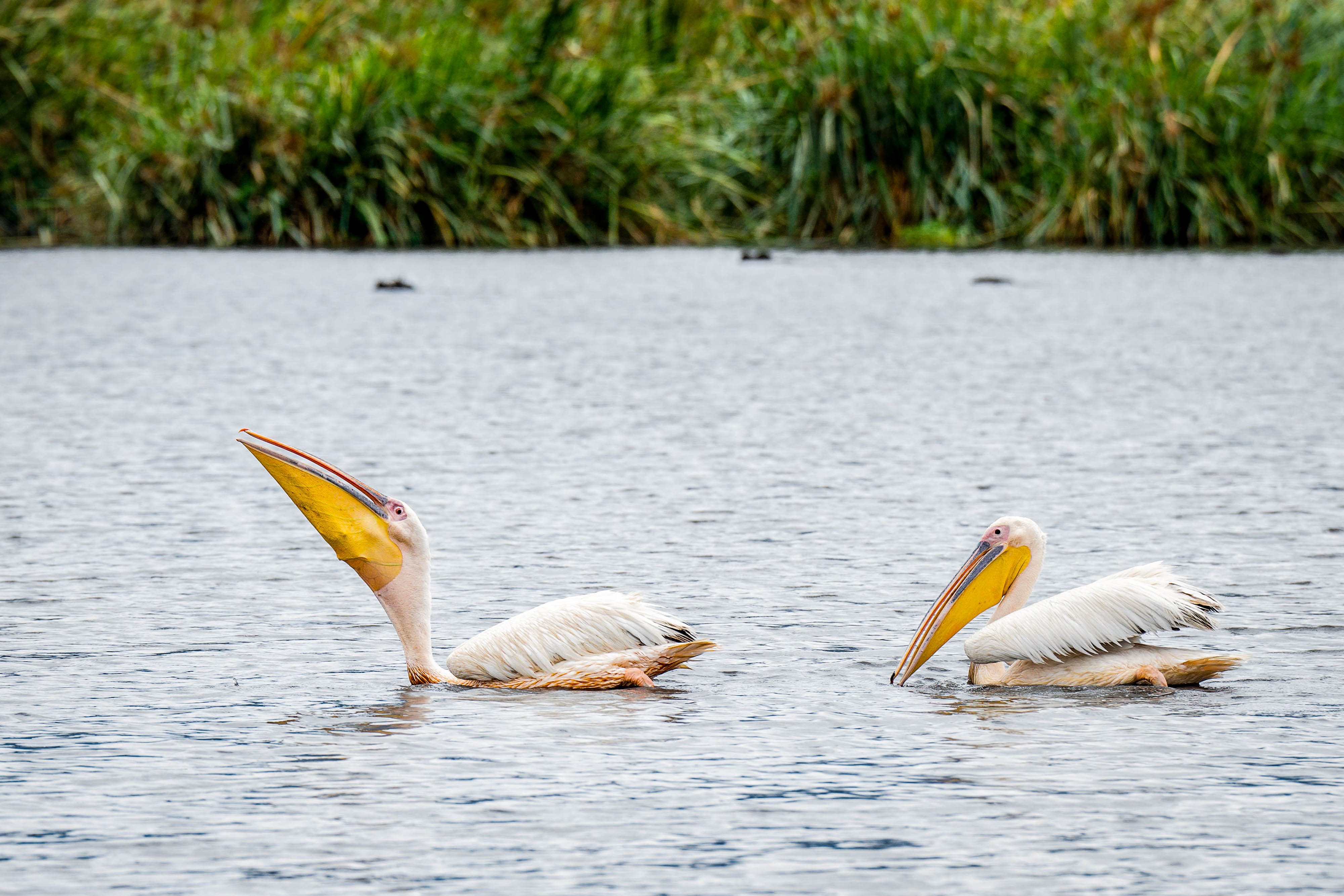Zanzibar All Inclusive a safari v NP Serengeti a Ngorongoro 56