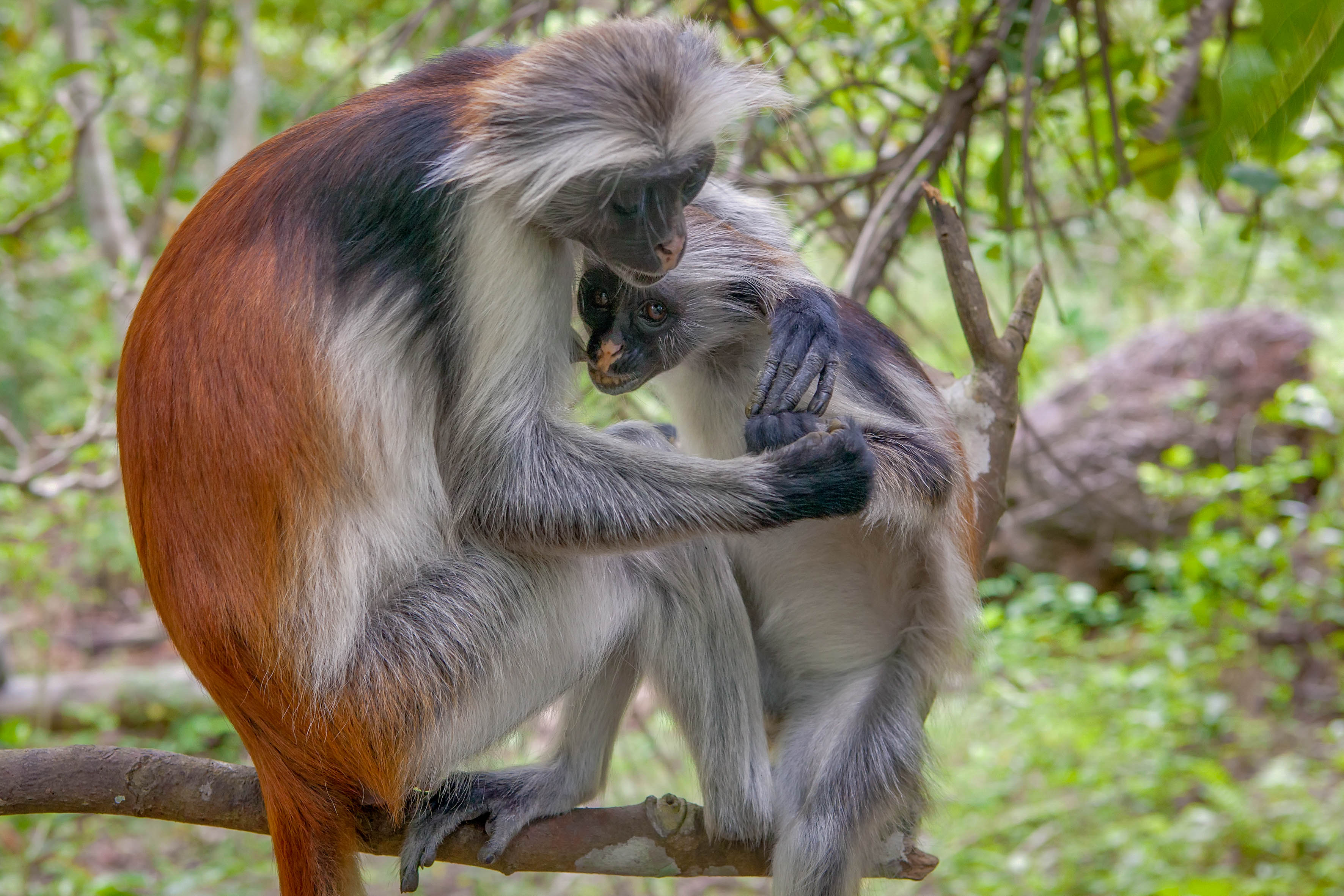 Zanzibar All Inclusive a safari v NP Serengeti a Ngorongoro 23