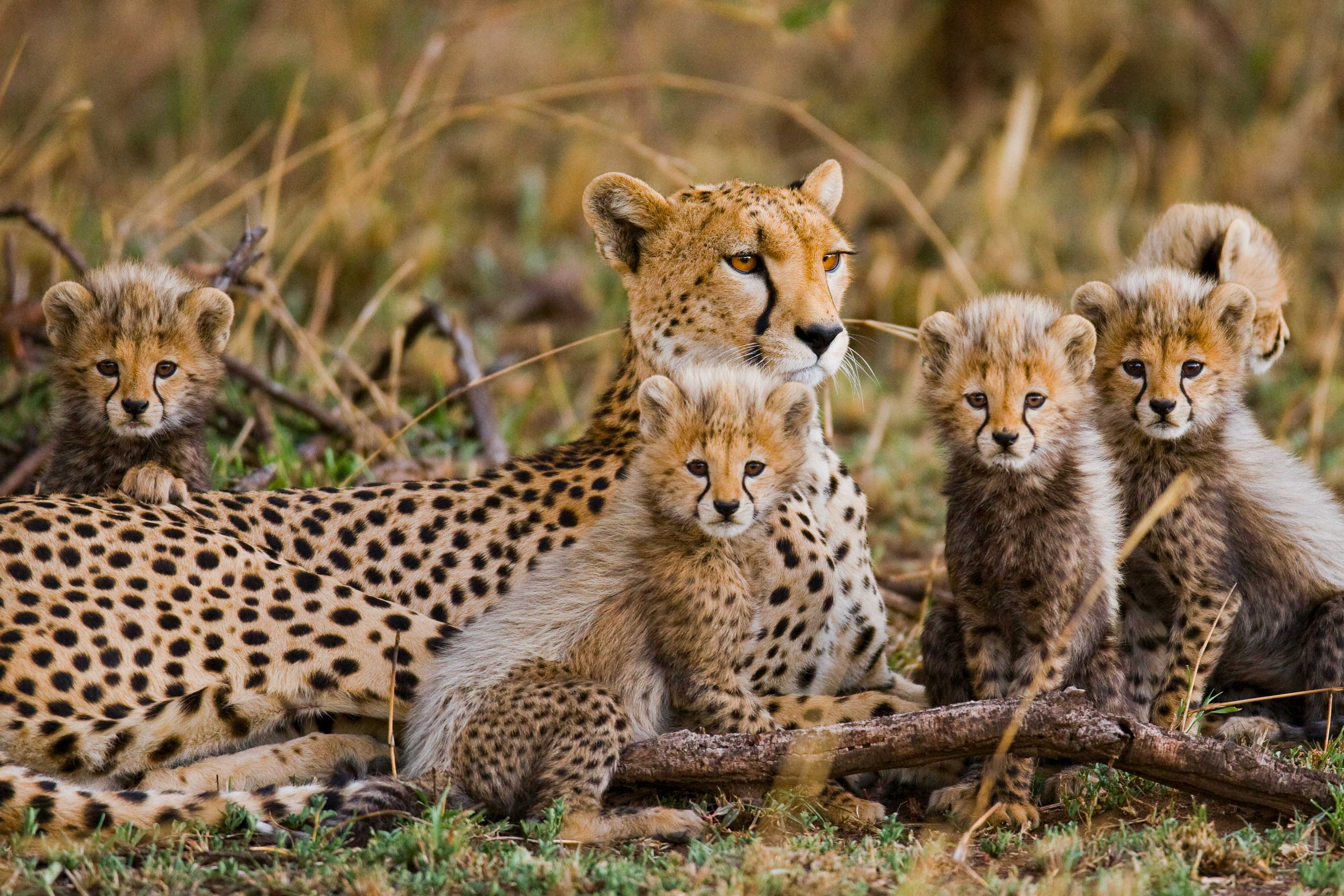 Zanzibar All Inclusive a safari v NP Serengeti a Ngorongoro 24