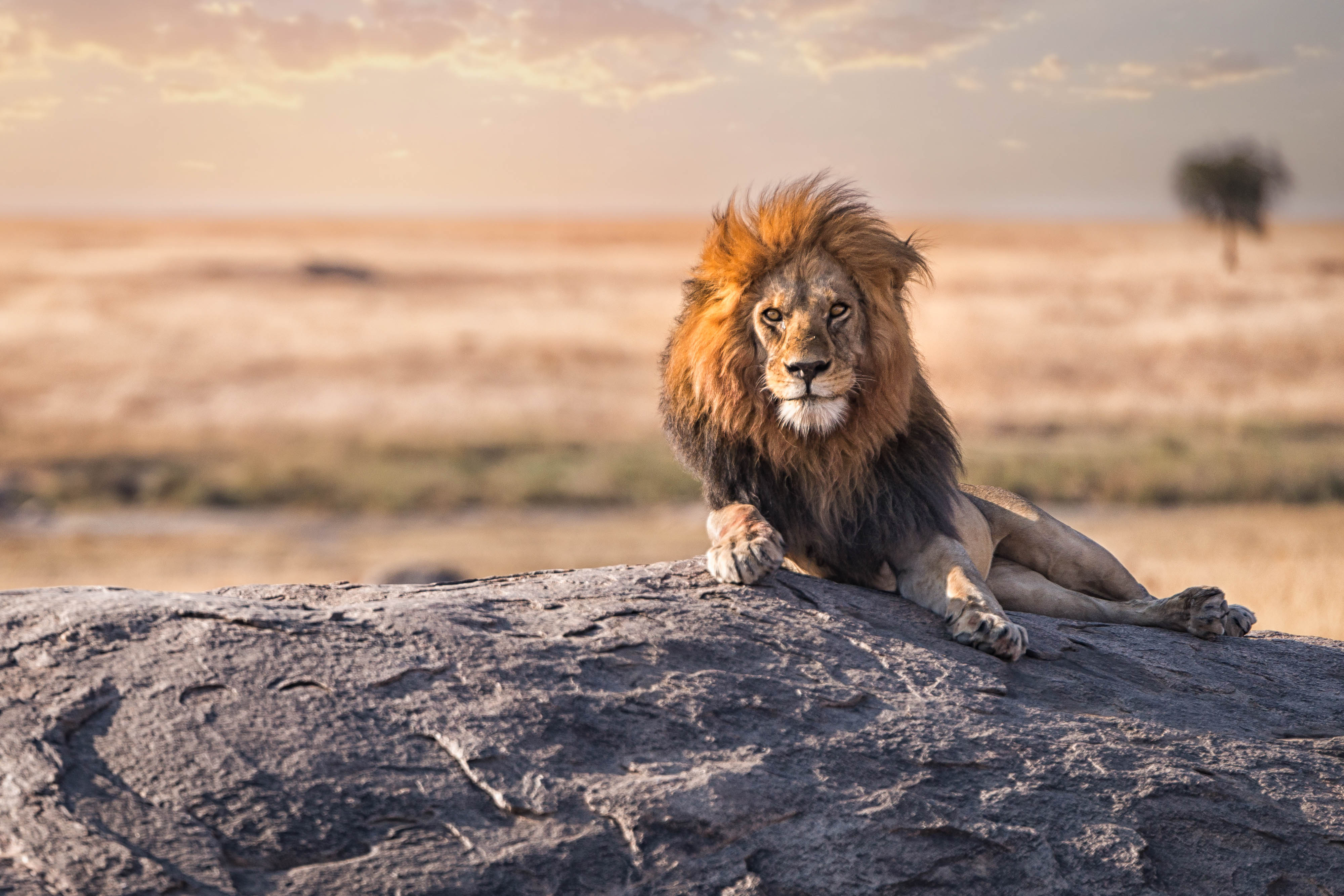 Zanzibar All Inclusive a safari v NP Serengeti a Ngorongoro 1