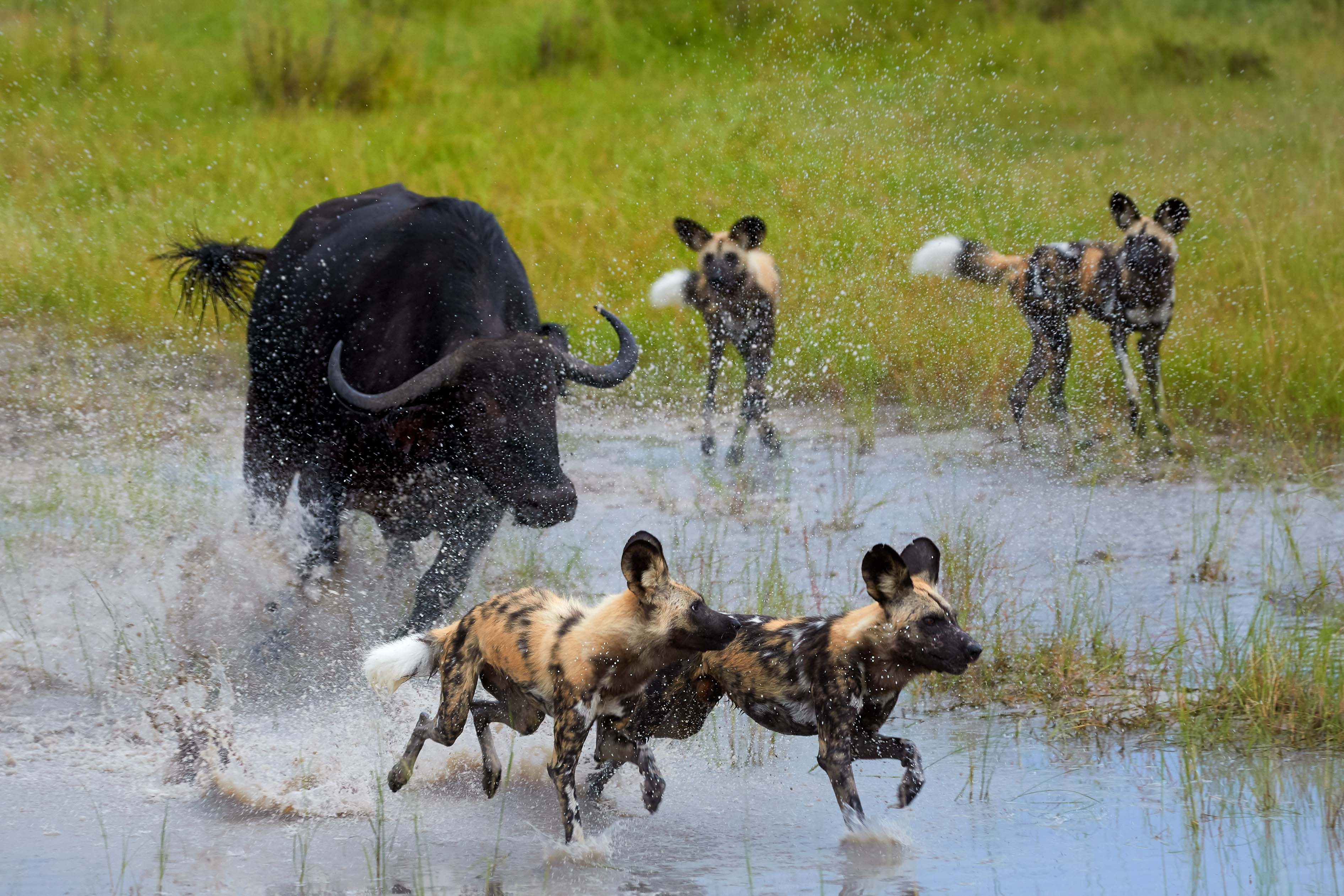 Zanzibar All Inclusive a safari v NP Serengeti a Ngorongoro 27