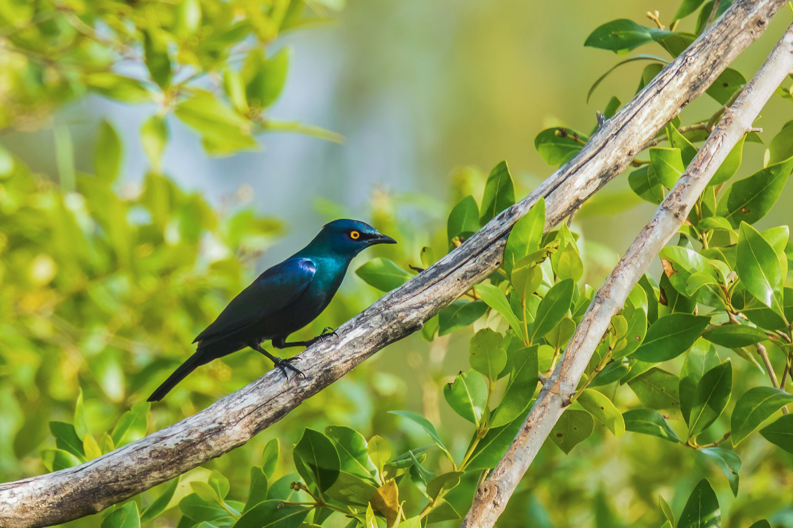 Zanzibar All Inclusive a safari v NP Serengeti a Ngorongoro 31
