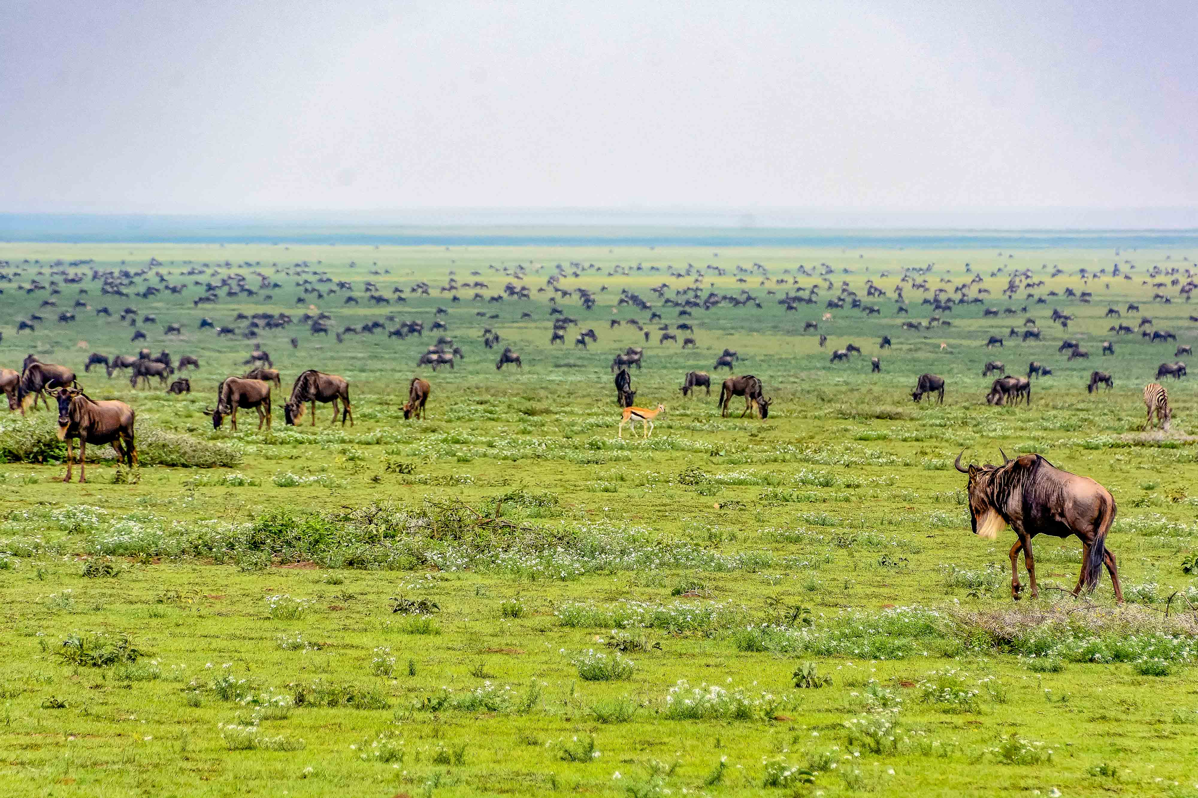 Zanzibar All Inclusive a safari v NP Serengeti a Ngorongoro 39