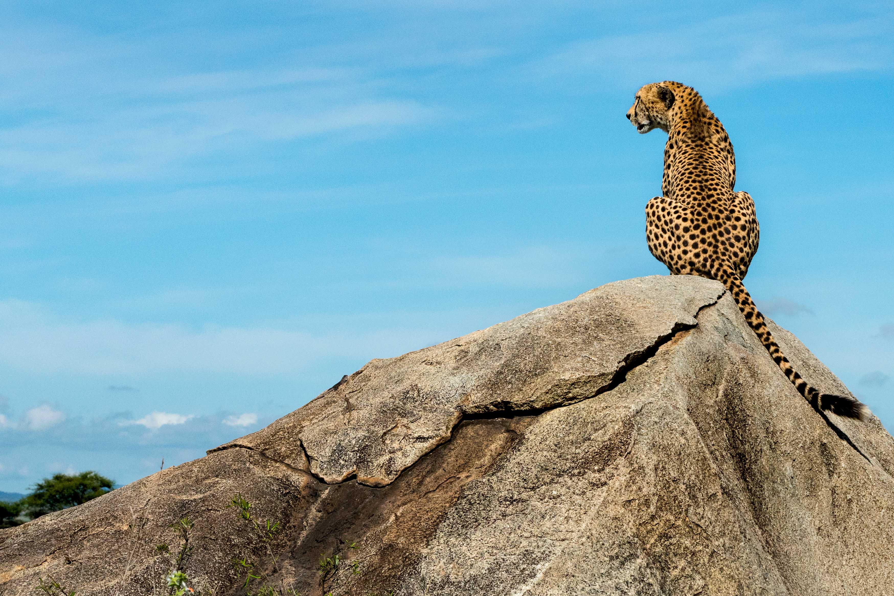 Zanzibar All Inclusive a safari v NP Serengeti a Ngorongoro 42