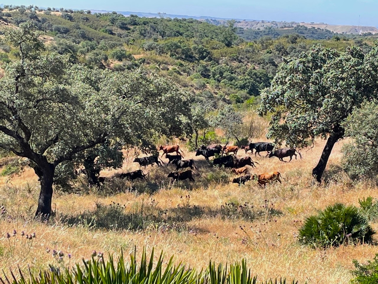 Karneval v Málage 41