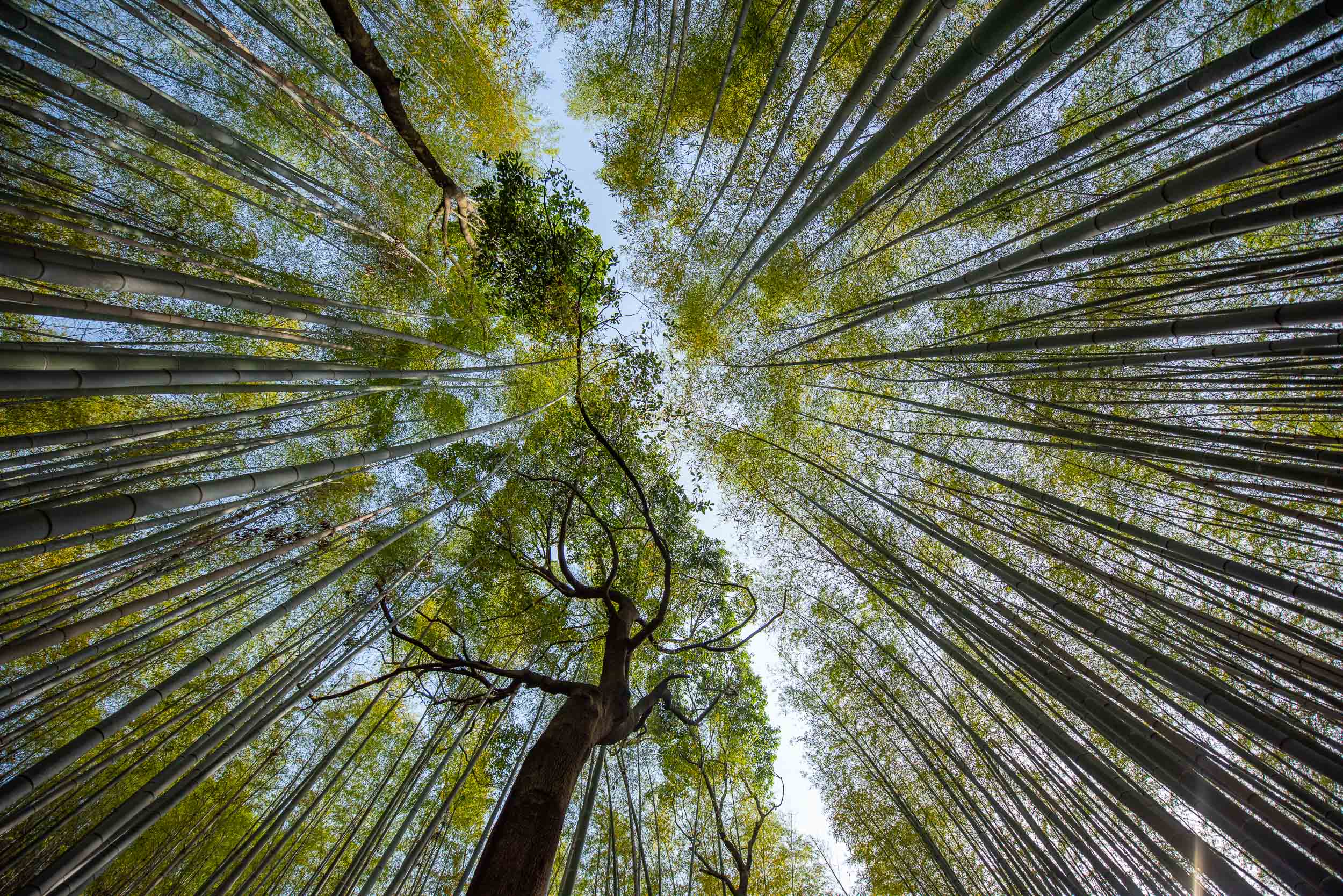 Japonsko v kocke – cesta krajinou vychádzajúceho slnka 27