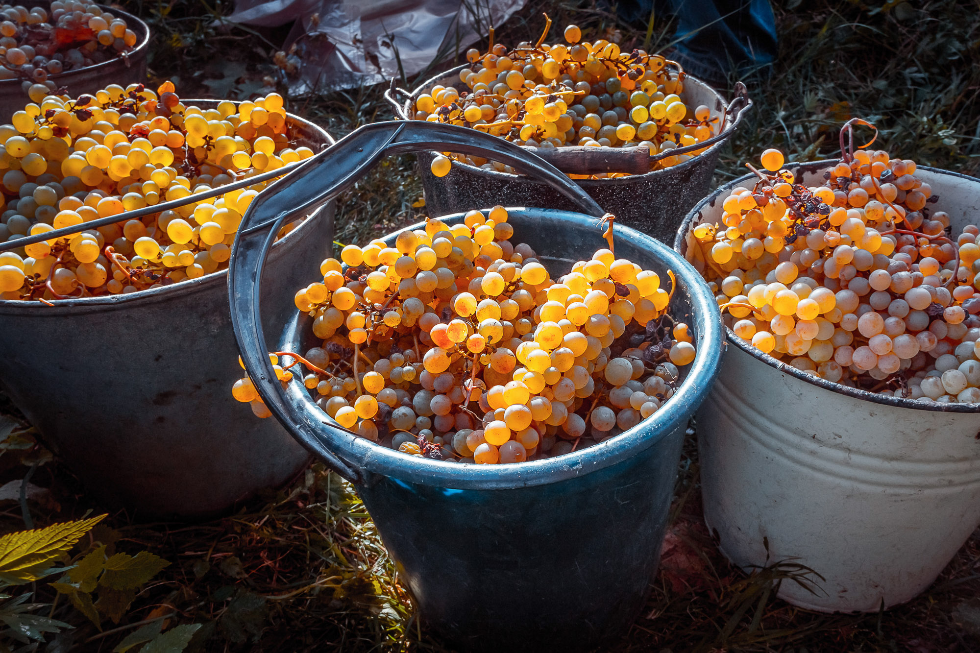 Gruzínsko – príbeh vína pod Kaukazom 25
