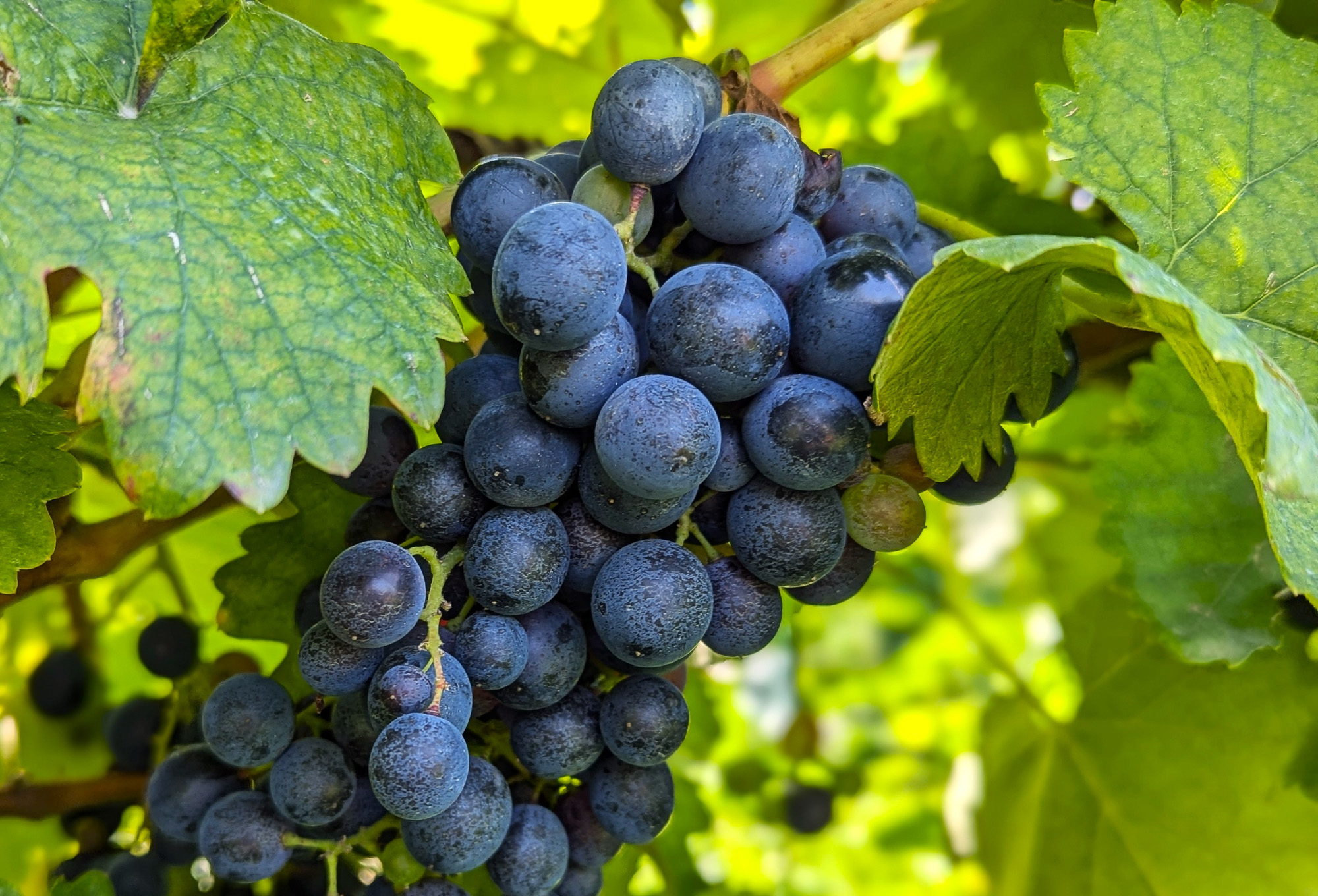 Gruzínsko – príbeh vína pod Kaukazom 26