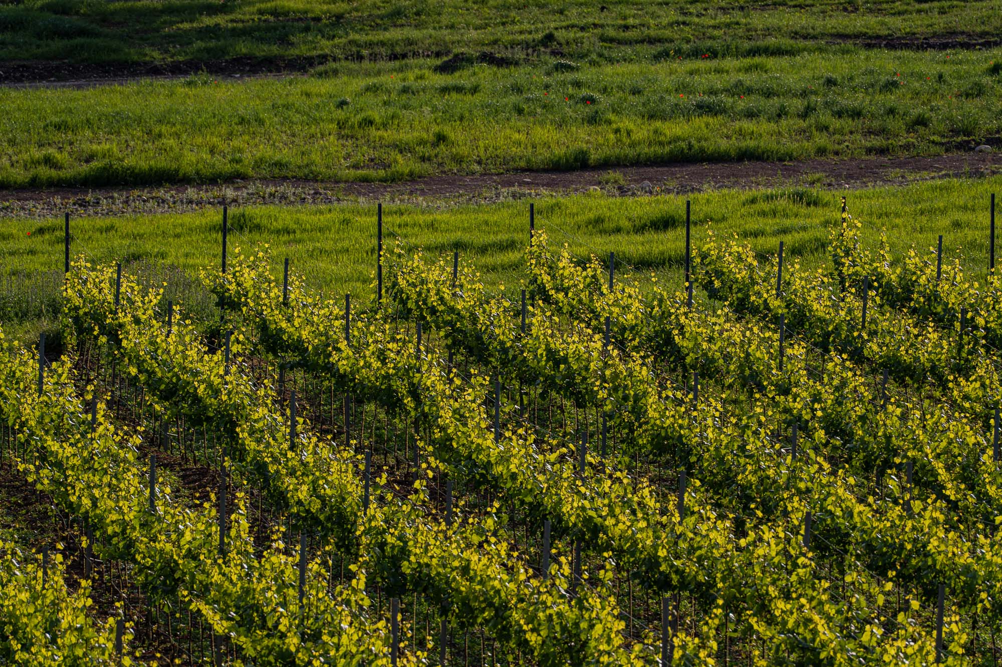 Gruzínsko – príbeh vína pod Kaukazom 29